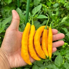 İdea Pazar Nadir Ata Tohumları Zehir Gibi Acı Çok Acı Aji Guyana Chili Biber Tohumu (10 Tohum)