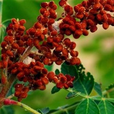 İdea Pazar Doğal Anadolu Sumak Tohumu (1000 Adet)