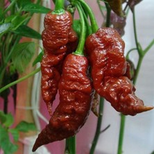 İdea Pazar Ata Tohumları Geleneksel Leviathan Scorpion Biber Tohumu (10 Adet)