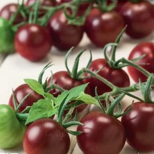 İdea Pazar Aroması Yüksek Chocolate Cherry Domates Tohumu (15 Tohum)