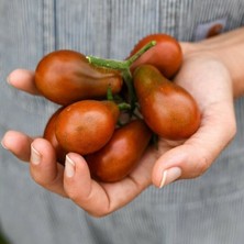 İdea Pazar Çikolata Ampül Domatesi Chocolate Pear Domates Tohumu (15 Tohum)