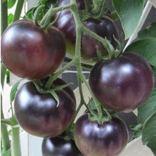 İdea Pazar Nadir Black Cherry Siyah Domates Tohumu (15 Tohum)