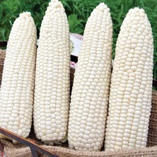 İdea Pazar Ata Tohumları Geleneksel Hickory King White Beyaz Süt Mısırı Tohumu(5 Tohum)