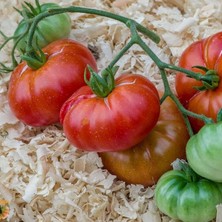 İdea Pazar Etli Red Calabash Domates Tohumu (15 Tohum)
