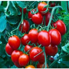 İdea Pazar Heirloom Red Cherry Domates Tohumu (15 Tohum)