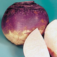 İdea Pazar Doğal Purple Top Amrikano Şalgam Tohumu( 30 Tohum)