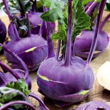 İdea Pazar Ata Tohumları Mor Kohlrabi (Alabaş) Tohumu (15 Tohum)