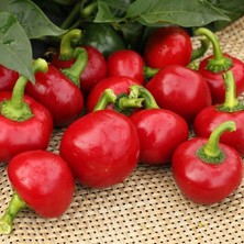 İdea Pazar Geleneksel Acı Hot Cherry Tatlı Kiraz Biber Tohumu (50 Tohum)