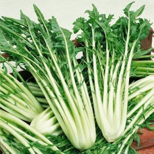 İdea Pazar Italyan Mutfağına Özgü Geleneksel Catalogna Emerald Endive Tohumu (50 Tohum)