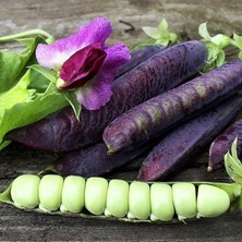 İdea Pazar Ata Tohumları Geleneksel Blauwschokker Mor Bezelye Tohumu (10 Tohum)
