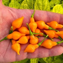 İdea Pazar Nadir Ata Tohumları Geleneksel Cabacinha Laranja Acı Biber Tohumu (10 Adet)