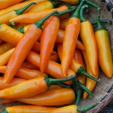 İdea Pazar Ata Tohumları Geleneksel Bulgarian Carrot Hot Chili Biber Biber Tohumu (10 Tohum)