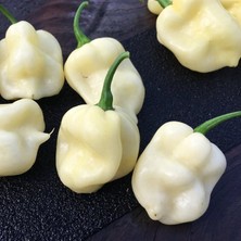 İdea Pazar Nadir Ata Tohumları 7 Pot White Acı Biber Tohumu(10 Tohum)