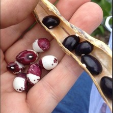 İdea Pazar Geleneksel Ata Tohumları Inca Pea Fasulye Tohumu  (10 Tohum)