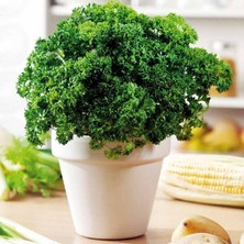 İdea Pazar Geleneksel Tohumları Moss Curled Frenk Maydanozu Tohumu (100 Tohum)