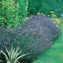 İdea Pazar Mavi Hidcote Lavanta Tohumu(20 Tohum)