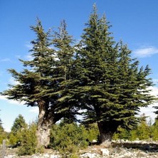 İdea Pazar Juniperus Oxycedrus Katran Ağacı Toros Sediri Tohumu (20 Tohum)