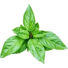 İdea Pazar Dogal Green Flesh Geniş Yapraklı Aromatik Fesleğen Tohumu (50 Tohum)