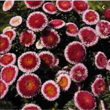 İdea Pazar Pompon Hi-No-Maru Aster Çiçeği Tohumu(50 Tohum)