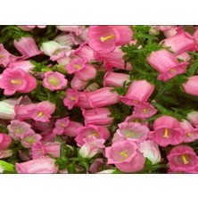 İdea Pazar Isabella Rose Pink Çan Çiçeği Tohumu (100 Tohum)
