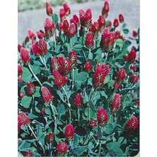 İdea Pazar Red Love Trifolium Çiçeği Tohumu(50 Tohum)