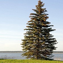 İdea Pazar Picea Abies Batı Ladini Tohumu (20 Tohum)
