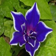 İdea Pazar Dev Çiçekli Ipomea Blue Picotee Japon Gündüz Sefası Çiçeği(5 Tohum)