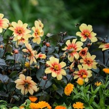 İdea Pazar Bodur Red Yellow Dahlia Yıldız Çiçeği Tohumu (40 Tohum)
