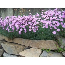 İdea Pazar Dianthus Kır Pembesi Çiçeği Tohumu(50 Adet)