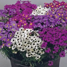 İdea Pazar Karışık Renkli Splendour Brachycome Çiçeği Tohumu (200 Tohum)