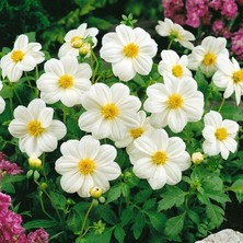İdea Pazar Geleneksel Tohumlar Bodur Mignon White Dahlia Yıldız Çiçeği Tohumu (80 Tohum)