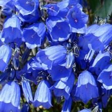 İdea Pazar Geleneksel Ata Tohumları Blue King Mavi Çan Çiçeği TOHUMU(100 Tohum)