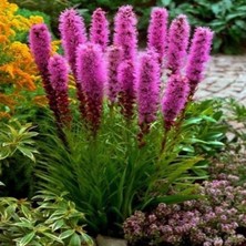 İdea Pazar Purple Rose Liatris Çiçeği Tohumu(40 Tohum)