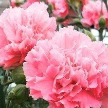 İdea Pazar Gülpembe Renkli Karanfil Çiçeği Tohumu (25 Tohum)