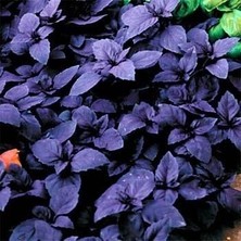 İdea Pazar Koyu Opal Siyah Tatlı Fesleğen TOHUMU(100 Tohum)