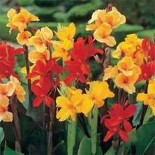 İdea Pazar Canna Indica Tesbih Çiçeği Tohumu(50 Tohum)