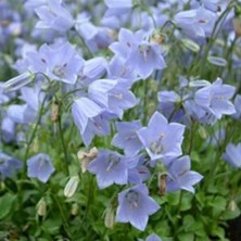 İdea Pazar Light Blue Campanula Çan Çiçeği Tohumu (100 Tohum)