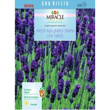 İdea Pazar Miracle Hidcote Blue Lavanta Tohumu (100 Tohum)