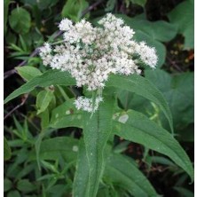 İdea Pazar Şifali Boneset Çiçeği Tohumu(50 Tohum)