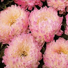İdea Pazar Paeony Duchesse Apricot Pompon Aster Çiçeği Tohumu (50 Tohum)