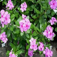 İdea Pazar Vinca Rosea Little Pinkie Rozet Çiçeği Tohumu (20 Tohum)