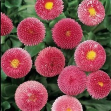 İdea Pazar Bellis Perennis Enorma Rose Ball Ponpon Ingiliz Çayır Papatyası Çiçeği TOHUMU(100 Tohum)