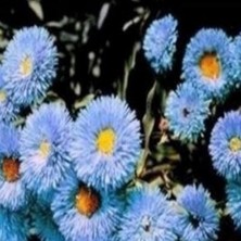 İdea Pazar Clear Blue Erigeron Çiçeği Tohumu(50 Tohum)