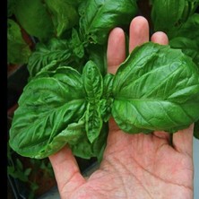 İdea Pazar Geleneksel Ata Tohumları Large Leaf Marul Yapraklı Fesleğen Tohumu (250 Tohum)