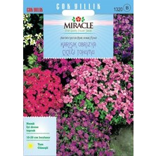 İdea Pazar Miracle Rock Cress Aubrieta Karışık Renkli Obrizya Çiçeği Tohumu (100 Tohum)