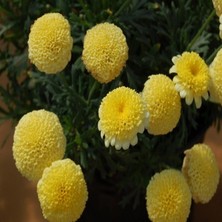 İdea Pazar Dona Dayanıklı Pompon Yellow Aster Çiçeği Tohumu(50 Tohum)