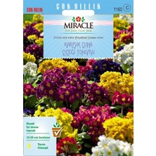 İdea Pazar Miracle Karışık Renkli Onbir Ay Çuha Çiçeği Tohumu (50 Tohum)