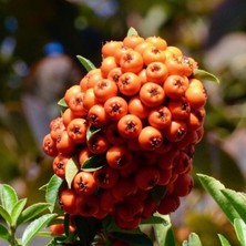 İdea Pazar Geleneksel Ata Tohumları Nadir Pembe Alıç Tohumu (5 Tohum)