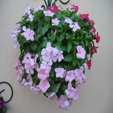 İdea Pazar Vinca Rosea Soft Pink Rozet Çiçeği Tohumu (20 Tohum)