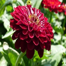 İdea Pazar Super Yoga Elegans Dark Red Zinya Çiçeği Tohumu(40 Tohum)